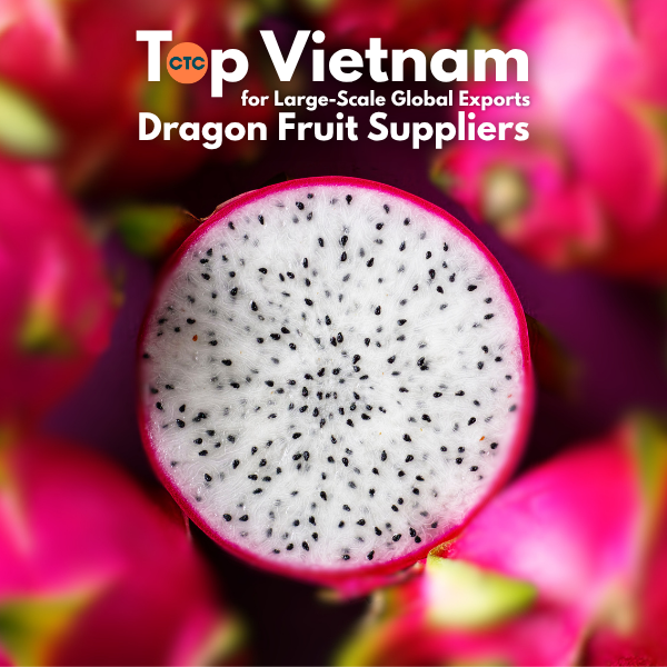 Top Vietnam Dragon Fruit Suppliers for High-Volume Global Exports
