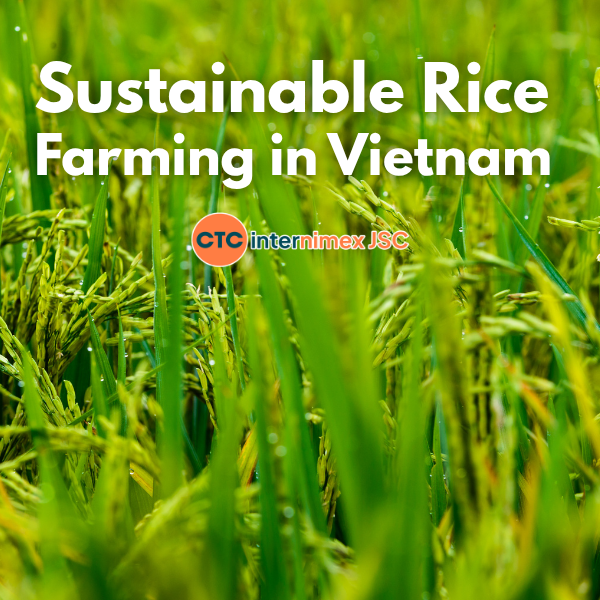Vietnam’s Sustainable Rice Revolution: A Strategic Blueprint for Global B2B Importers