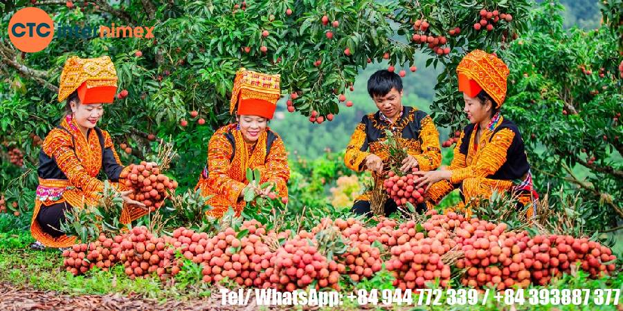 Vietnamese-Lychee-Export-Premium-Fresh-Fruit-Supplier_lychee Viet Nam (1)-1.jpg