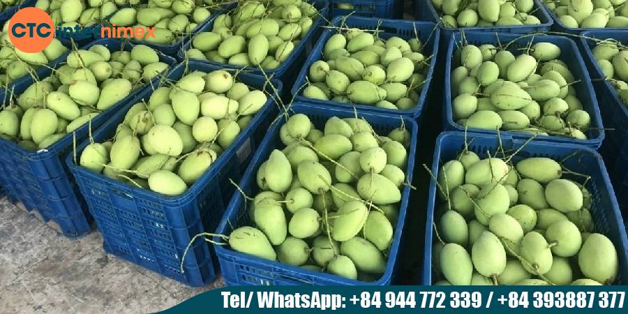Vietnamese-Mangoes-Tropical-Sweetness-Conquers-Global-Markets_mango export Viet Nam.jpg