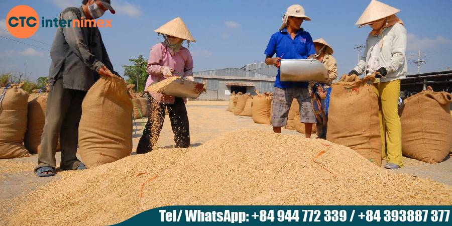 Vietnamese-Rice-Superior-Quality-amp-Global-Leading-Position_rice export viet nam.jpg