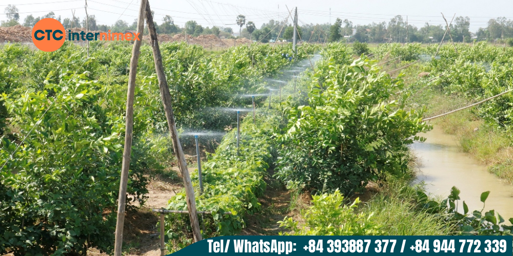 Vietnamese-Seedless-Lime-Bulk-Import-Best-Price_lime export from Viet Nam (1).jpg