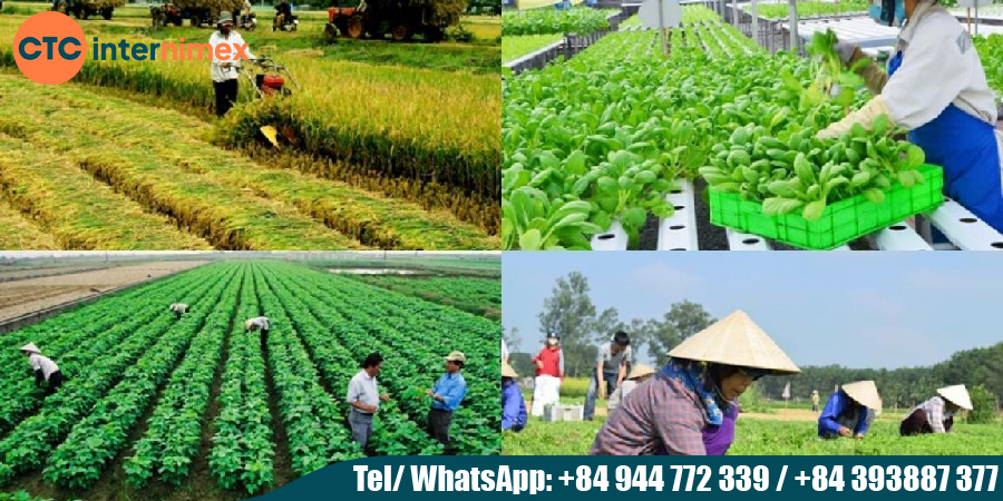 What-is-a-Cooperative-Understanding-Co-ops-in-Vietnam_Understanding Co-ops in Vietnam.jpg