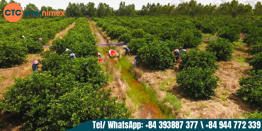 Why-Vietnamese-Seedless-Limes-are-the-Ultimate-Diet-Superfood-_export lemon seedless from VN.jpg