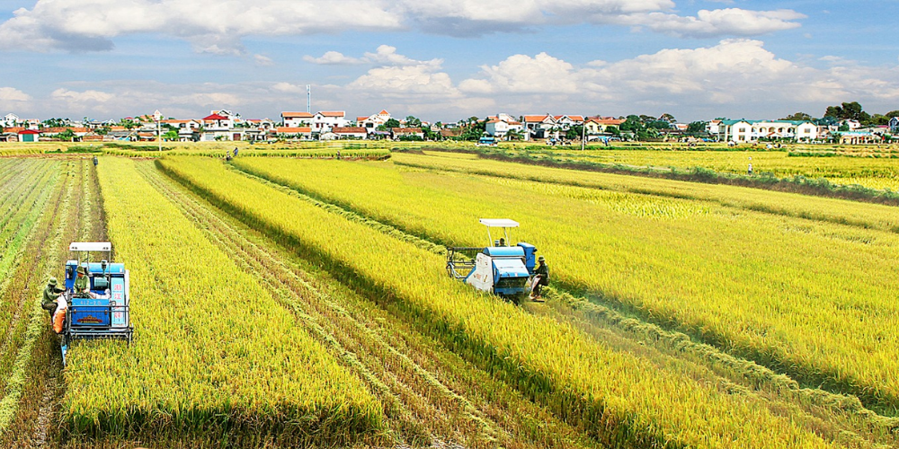 Beyond-Seasonality-Building-a-Resilient-Supply-Chain-with-Vietnamese-Agriculture-1.png