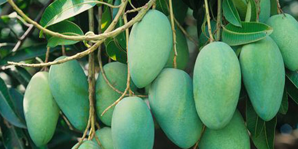Cat-Chu-vs-Cat-Hoa-Loc-Which-Vietnam-Mango-Suits-Your-Processing-Needs--1.png