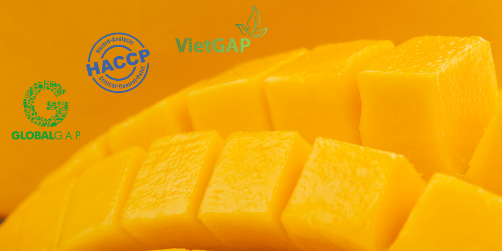 Cat-Chu-vs-Cat-Hoa-Loc-Which-Vietnam-Mango-Suits-Your-Processing-Needs--2.png