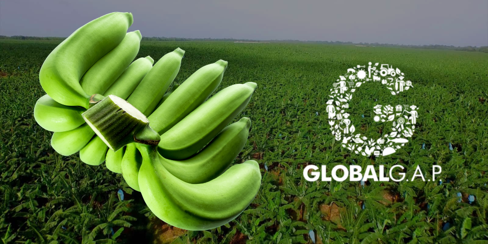Cavendish-Banana-Sourcing-Vietnam-40-Day-Shelf-Life-Solutions-1.png