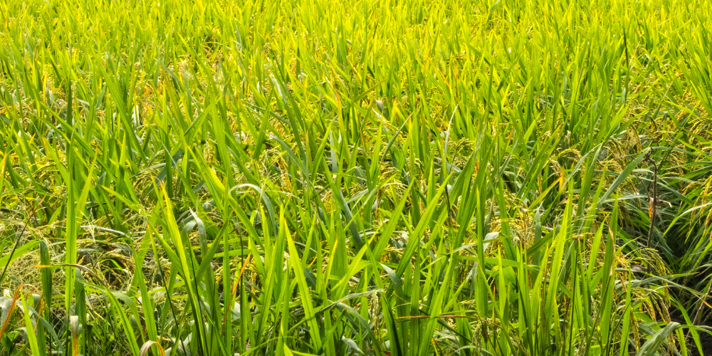 Data-Driven-Sourcing-Inside-Vietnam-s-Mega-Rice-Production-Zones-for-B2B-Buyers-1.png