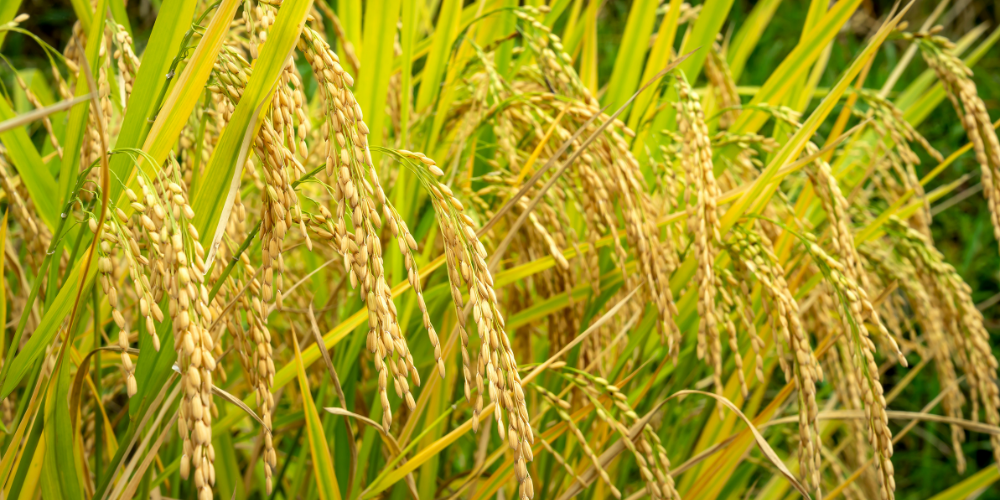 Data-Driven-Sourcing-Inside-Vietnam-s-Mega-Rice-Production-Zones-for-B2B-Buyers-2.png