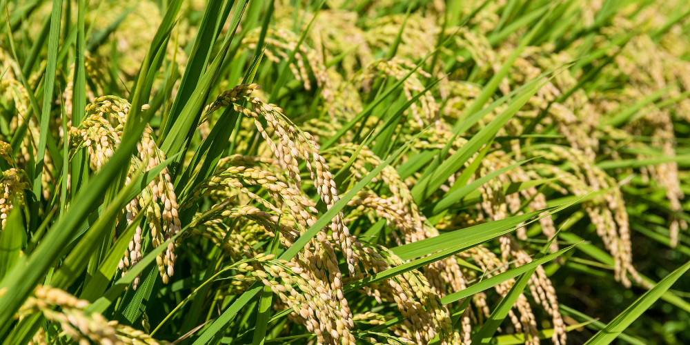 Data-Driven-Sourcing-Inside-Vietnam-s-Mega-Rice-Production-Zones-for-B2B-Buyers-3.png