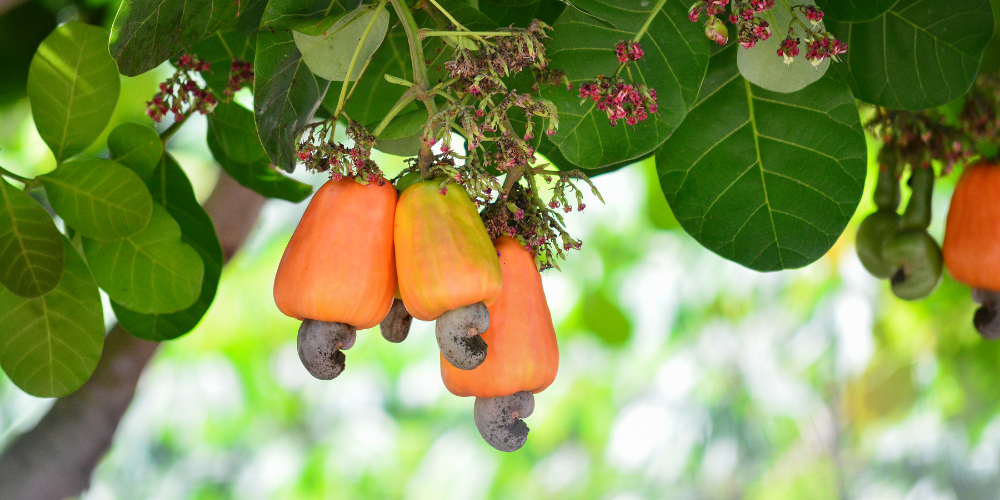 Sourcing-Smart-in-2026-The-Strategic-Advantage-of-Navigating-the-Global-Cashew-Supply-Chain-via-Vietnam-1.png