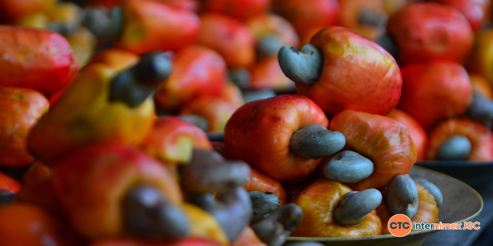 Strategic-Cashew-Sourcing-2026-Why-Logistics-and-Compliance-are-the-Real-Game-Changers-1.png