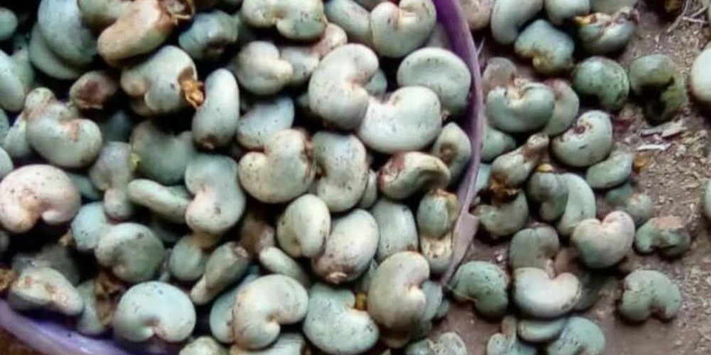 Strategic-Cashew-Sourcing-Why-Global-Manufacturers-Partner-with-Vietnam-s-Leading-Export-Traders-1.jpg