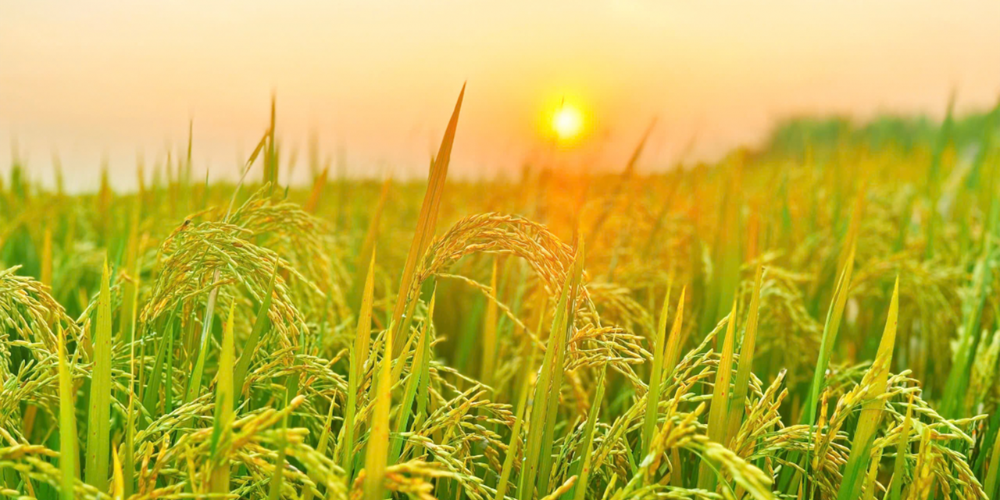 Strategic-Sourcing-Navigating-the-Choice-Between-Jasmine-Rice-and-Dai-Thom-8-for-Global-Markets-4.png