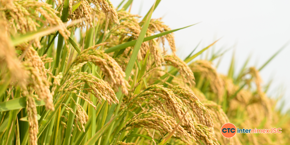 Strategic-Sourcing-Navigating-the-Vietnam-Rice-Crop-Calendar-for-Maximum-ROI-2.png