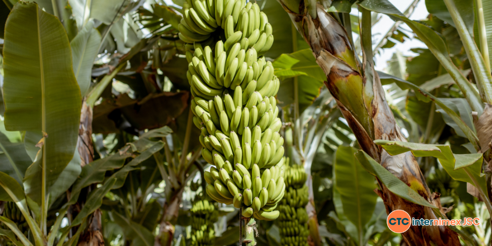 Strategic-Sourcing-Why-Global-Distributors-are-Switching-to-Vietnam-for-Bulk-Cavendish-Banana-Supply-1.png