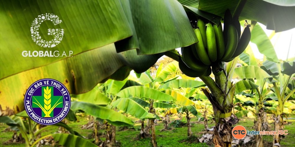 Strategic-Sourcing-Why-Global-Distributors-are-Switching-to-Vietnam-for-Bulk-Cavendish-Banana-Supply-2.png