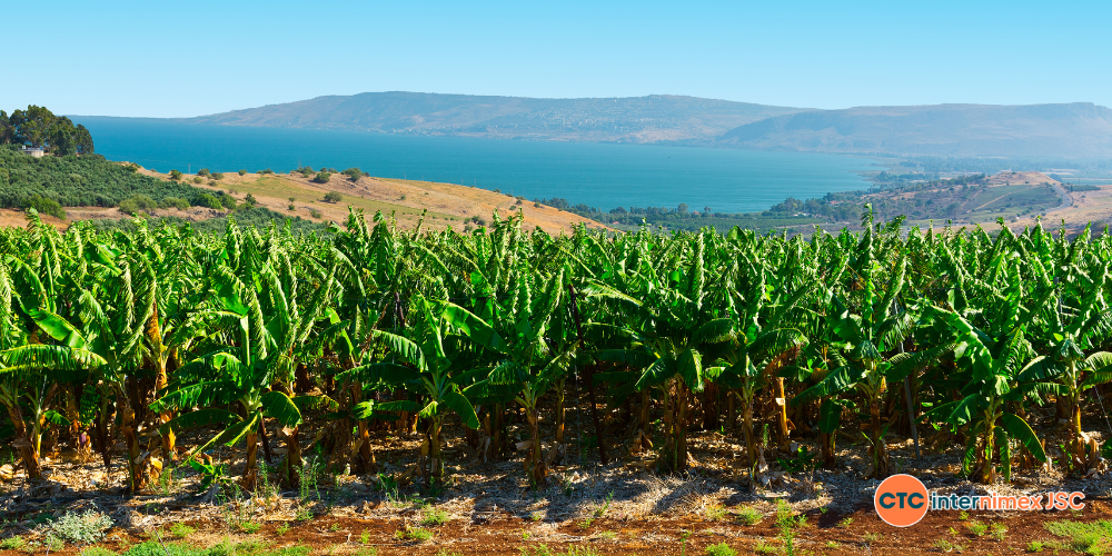 Strategic-Sourcing-Why-Global-Distributors-are-Switching-to-Vietnam-for-Bulk-Cavendish-Banana-Supply-3.png