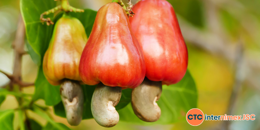 The-Crucial-Role-of-Transparency-and-Traceability-in-the-Cashew-Export-Supply-Chain-1.png