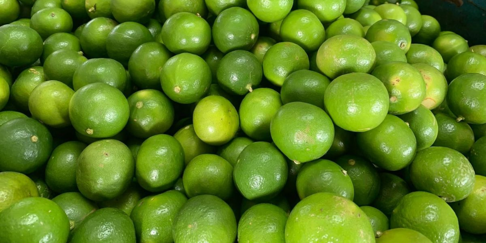 The-Science-of-Seedless-Lime-Export-How-to-Guarantee-45-Day-Freshness-3.png