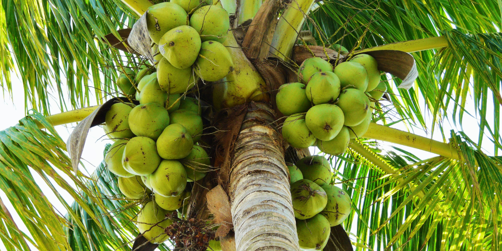 Top-7-Reasons-to-Source-Ben-Tre-Green-Xiem-Coconuts-for-Global-Export-1.png