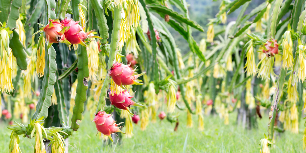 Top-Vietnam-Dragon-Fruit-Suppliers-for-High-Volume-Global-Exports-4.png