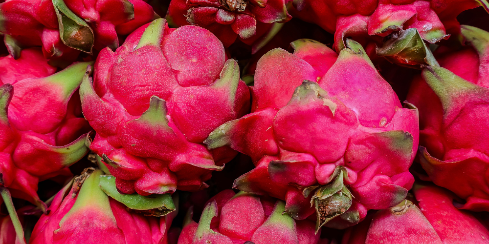 Top-Vietnam-Dragon-Fruit-Suppliers-for-High-Volume-Global-Exports.png