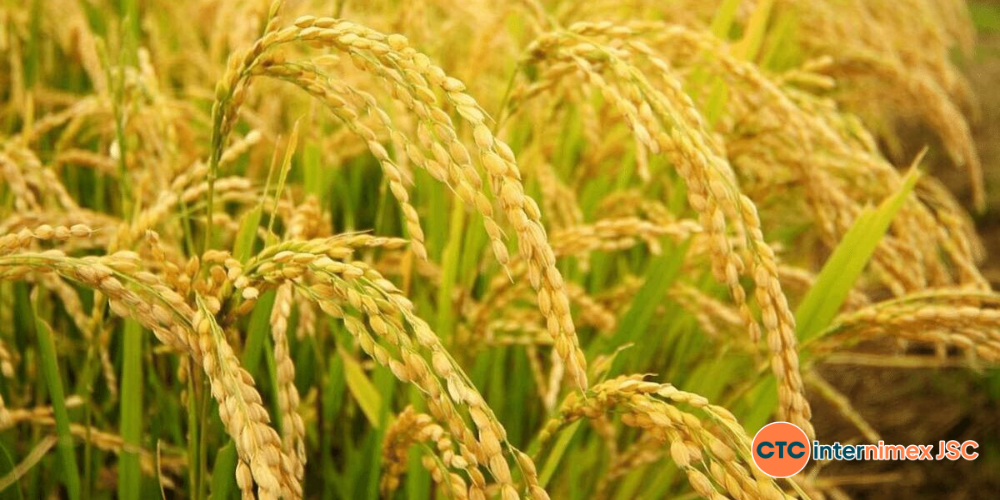 Vietnam-s-Sustainable-Rice-Revolution-A-Strategic-Blueprint-for-Global-B2B-Importers-3.png