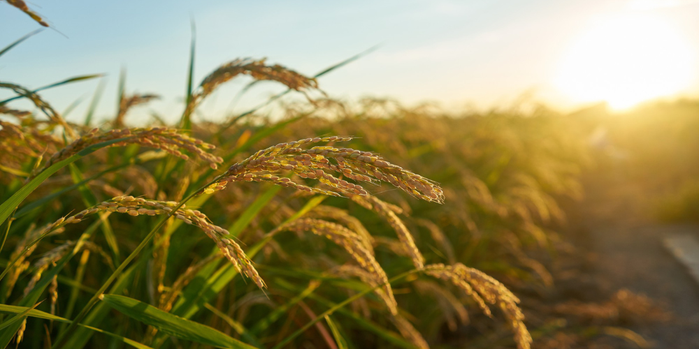Why-Strategic-Partnership-is-the-Key-to-Sourcing-High-Quality-Rice-from-Vietnam-1.png