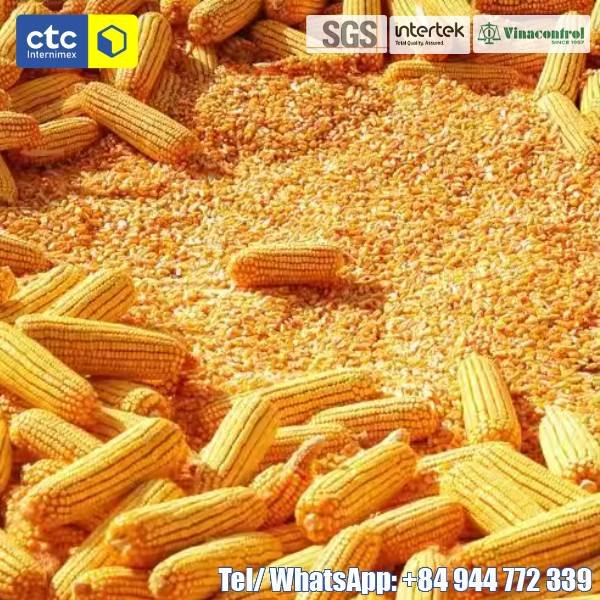 Dried Yellow Corn Kernels