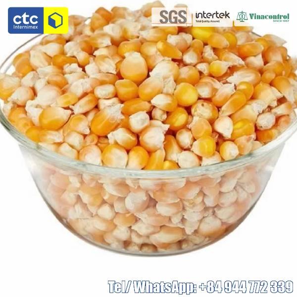 Dried Yellow Corn Kernels