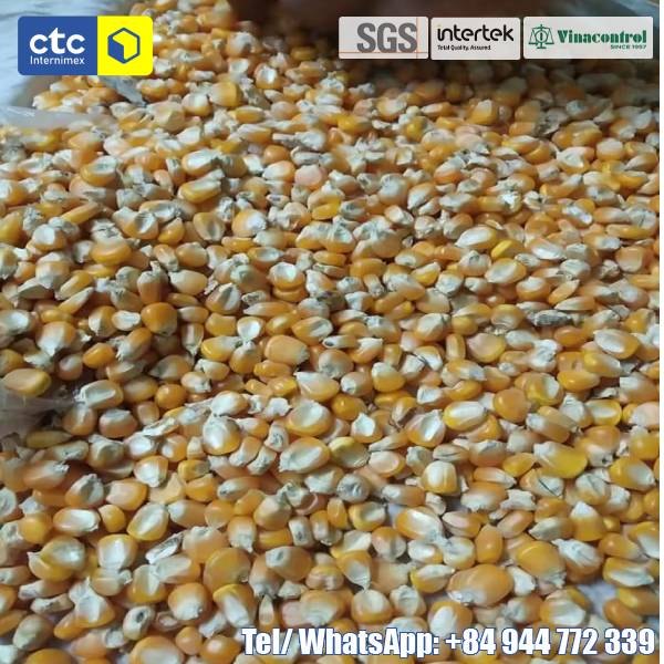 Dried Yellow Corn Kernels