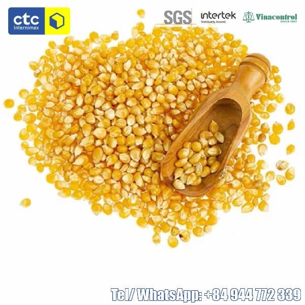 Dried Yellow Corn Kernels