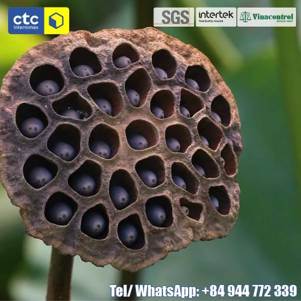 Dried Black Lotus Seeds