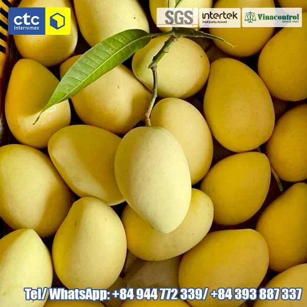 Fresh Yellow Cat Chu Mango