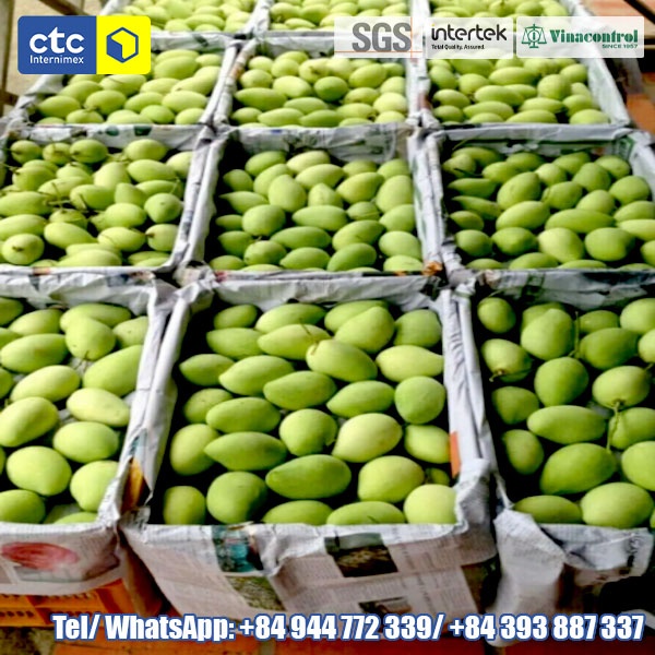 Fresh Green Cat Chu Mango