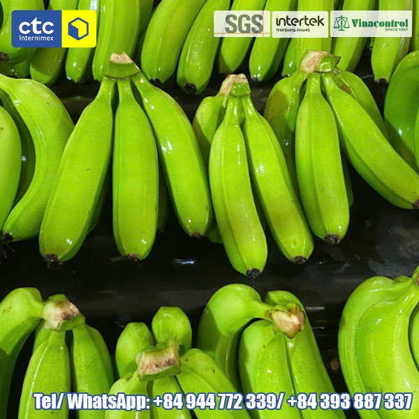 Fresh Cavendish Banana