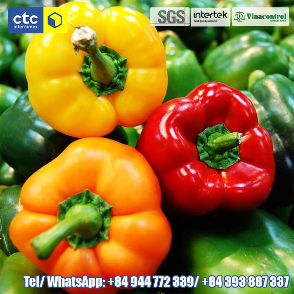 Premium Fresh Bell Chili Direct From Farm (Premium Quality Fresh Bell Chili Pepper)
