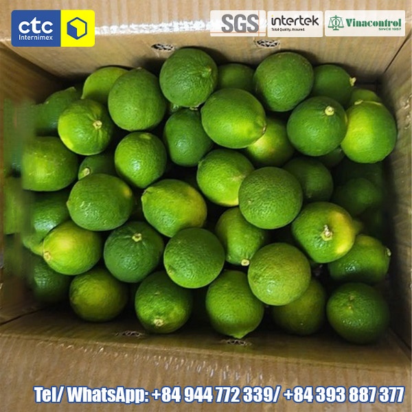 Premium Natural Seedless Lime From Vietnam