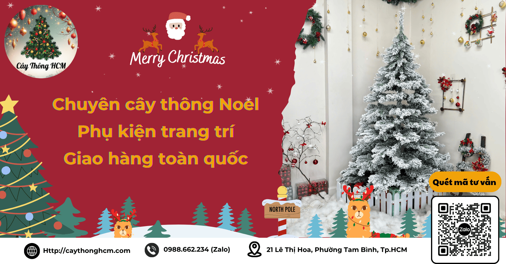 cây thông hcm