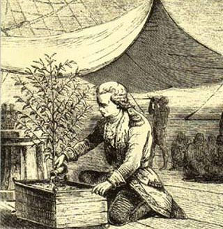 Gabriel dùng phần nước của mình tưới cho cây cà phê giống của vua Louis XIV