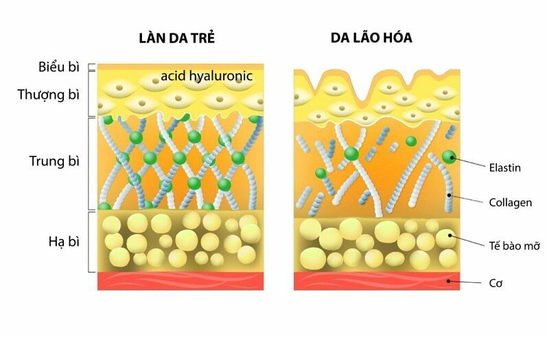 Cách sử dụng Collagen tươi