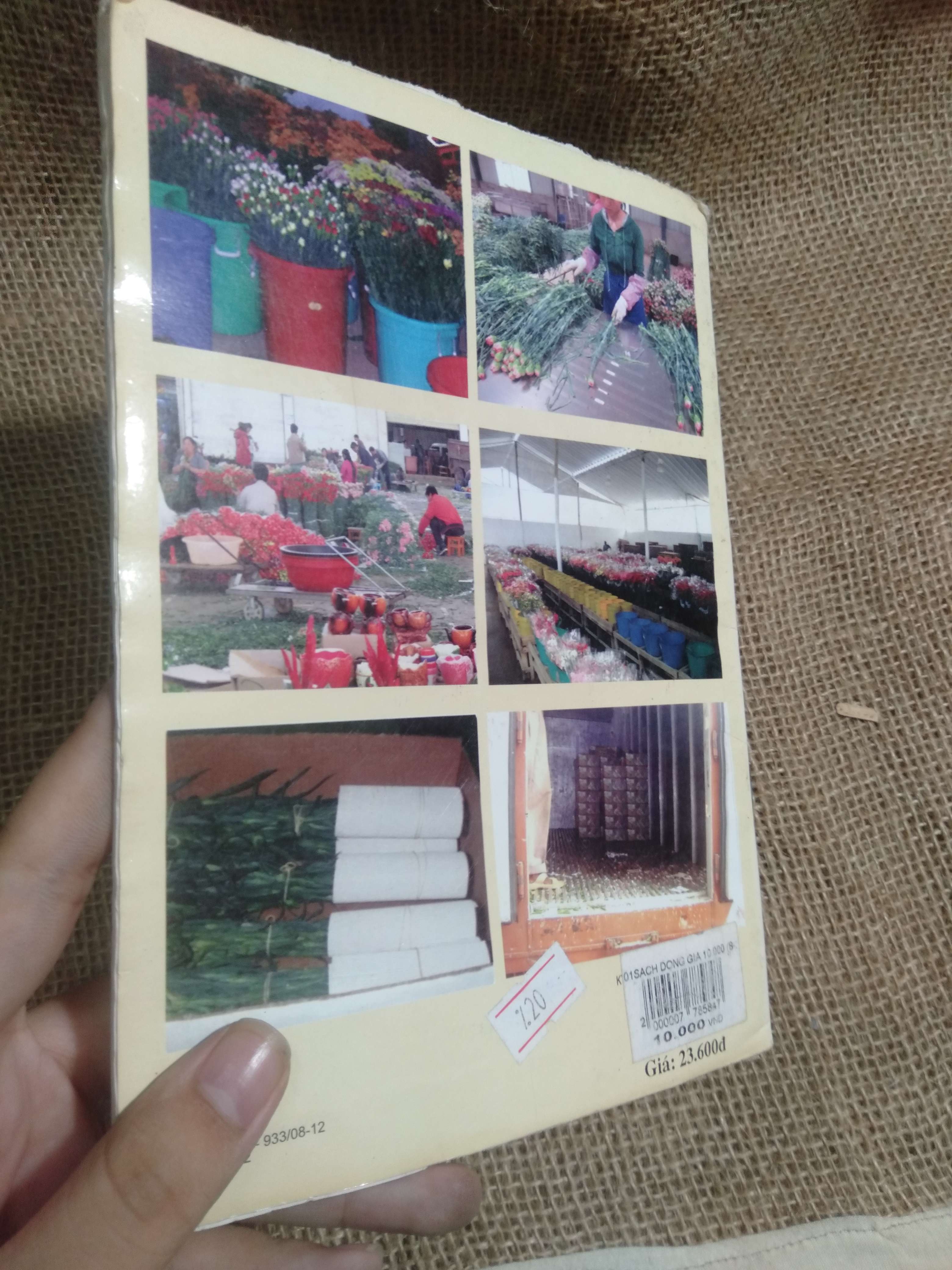 Kỹ thuật trồng và chăm sóc cây hoa cẩm chướng - Nguyễn Thị Kim Lý, Lê Đức Thảo, Nguyễn Xuân Linh 2012 mới 90% thấm nước nhẹ (Sách kỹ năng) HLSC