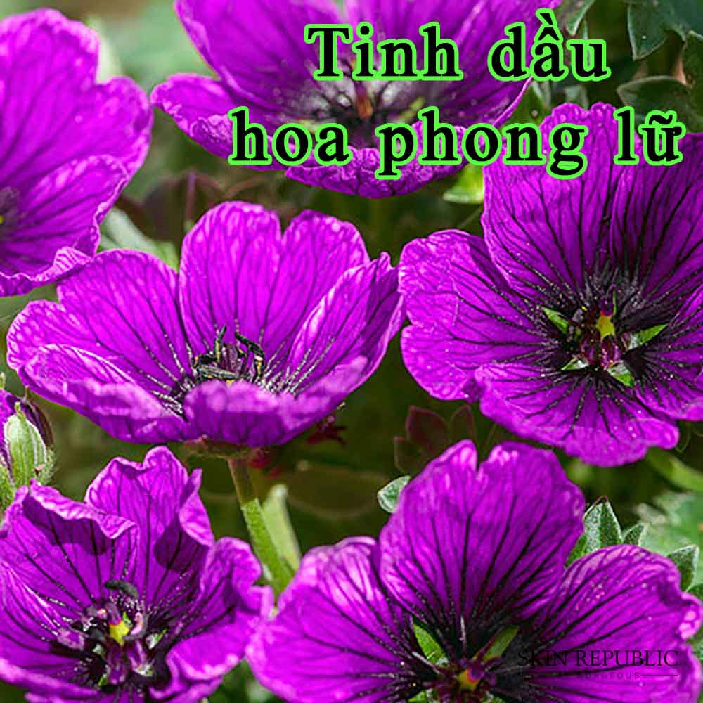 tinh dầu hoa phong lữ